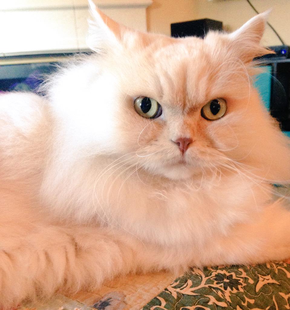 BoomerSprinkle's tweet photo. My #Caturday morning @StephenAtHome 🎶🎵🎼 #meow #CatsOfTwitter #cats #catstagram @promptio #pink💕 http://t.co/vTdN8SApYq