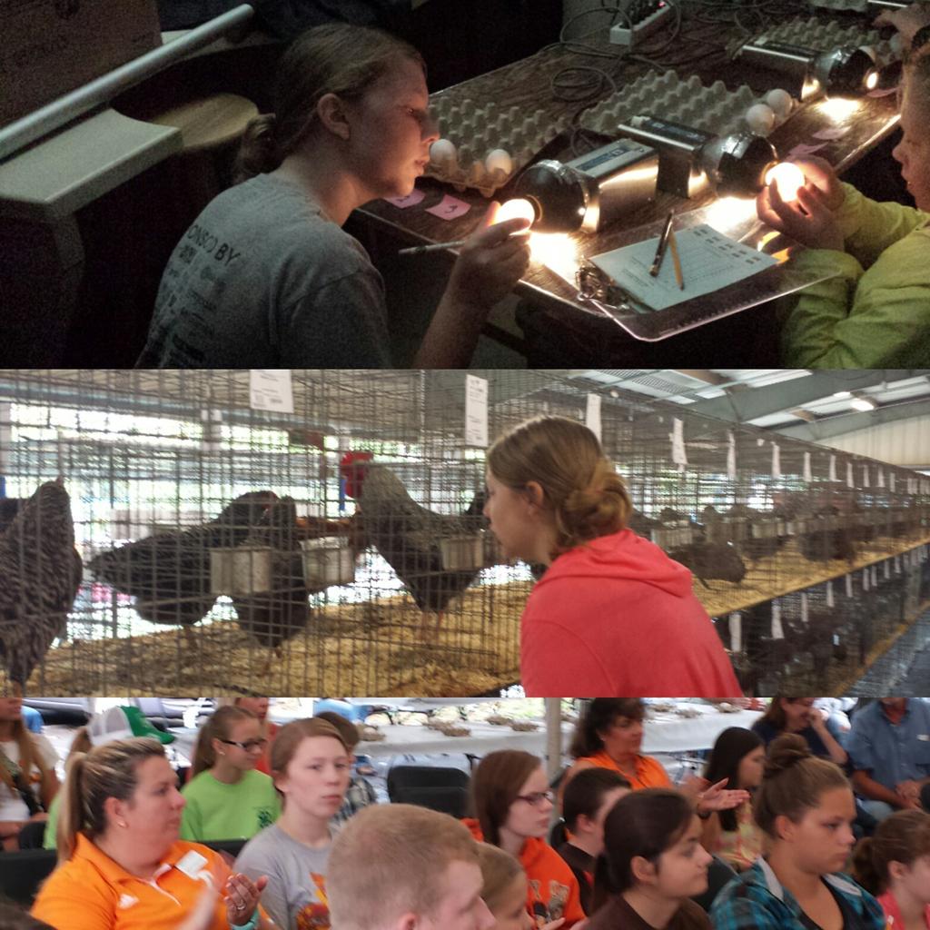 tn_realtor's tweet photo. #4Hfun #tvaifair #poultryjudging http://t.co/JtUYnb2eOo