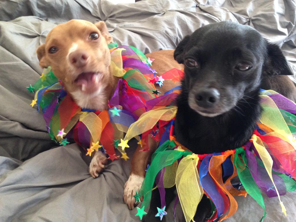 Pups4Bernie's tweet photo. Did ya hear Bernie is leading in Iowa & New Hampshire?! Let's celebrate the #BernMentum! #FeelTheBern #Pups4Bernie http://t.co/wo0bKeqbBQ