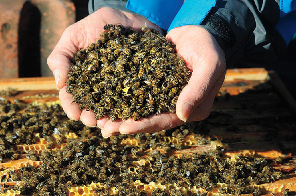 goodhoneyguy's tweet photo. Neonicotinoids: A new Silent Spring? http://t.co/mJiQMxSh1Q @HeartDocSharon @pollinatemn #friendsofhoneybees http://t.co/CcY6DJGjAG