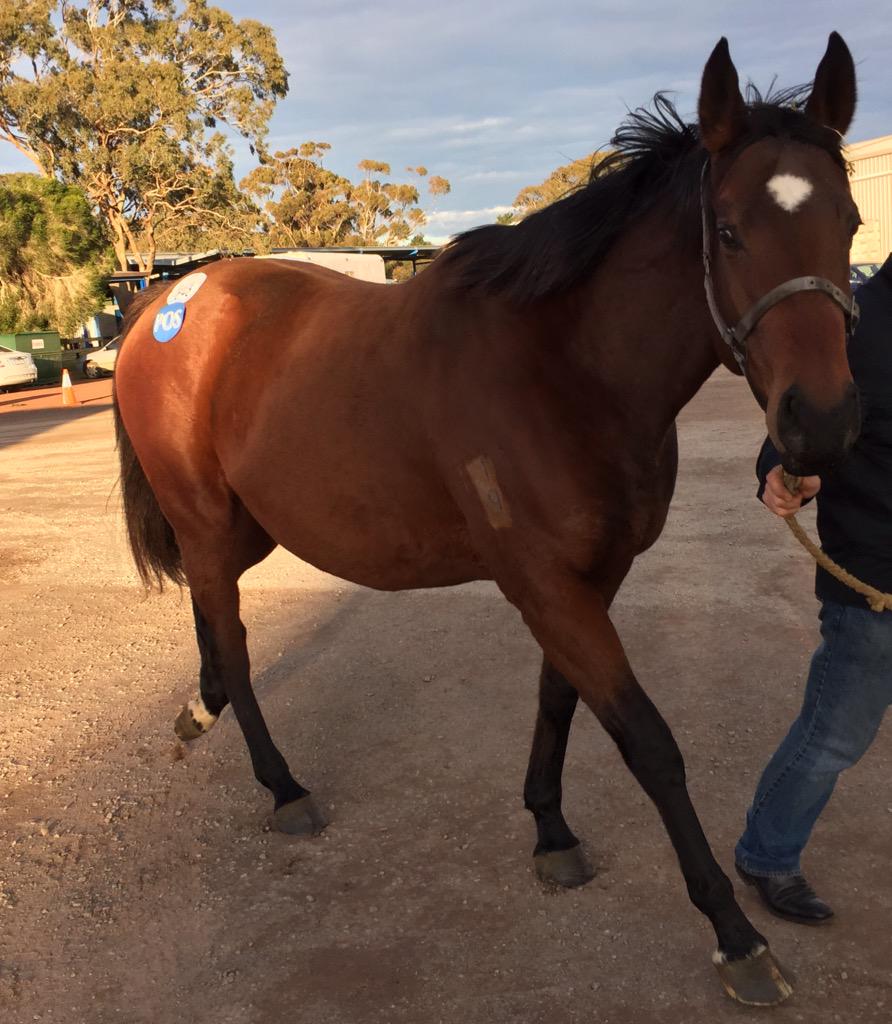 redinkracing's tweet photo. Very happy we sent Dotty to @DarleyStallions Reset last week after #Fawkner and #Disposition winning this weekend! http://t.co/kcmDpT7pjs