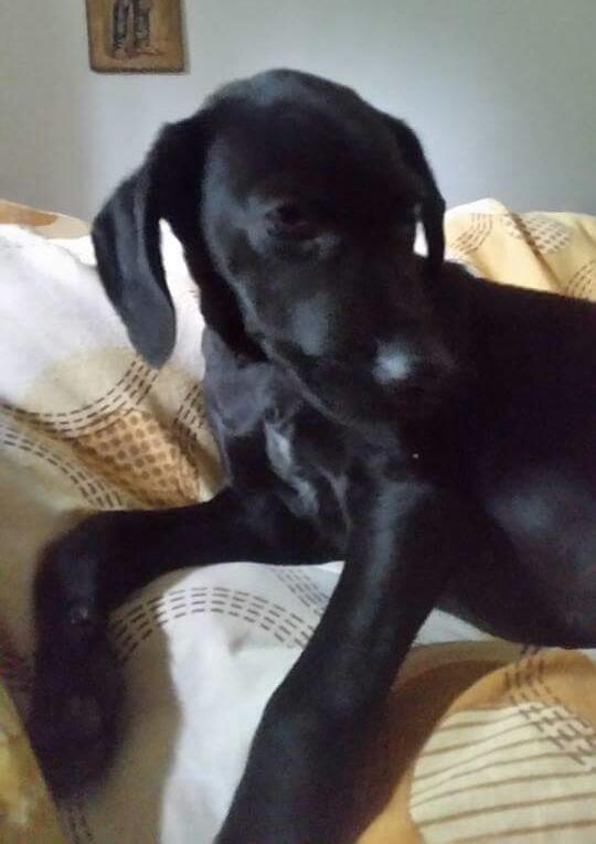 bidtosaveastray's tweet photo. #Ticco 4 months lab x Couldnt walk when saved from #ps Hes improving daily now plays & runs #adoptadog #Sponsoradog http://t.co/Fu0yos39At