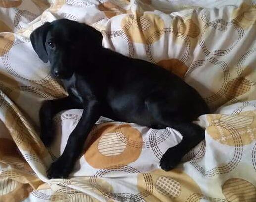 bidtosaveastray's tweet photo. #Ticco 4 months lab x Couldnt walk when saved from #ps Hes improving daily now plays & runs #adoptadog #Sponsoradog http://t.co/Fu0yos39At