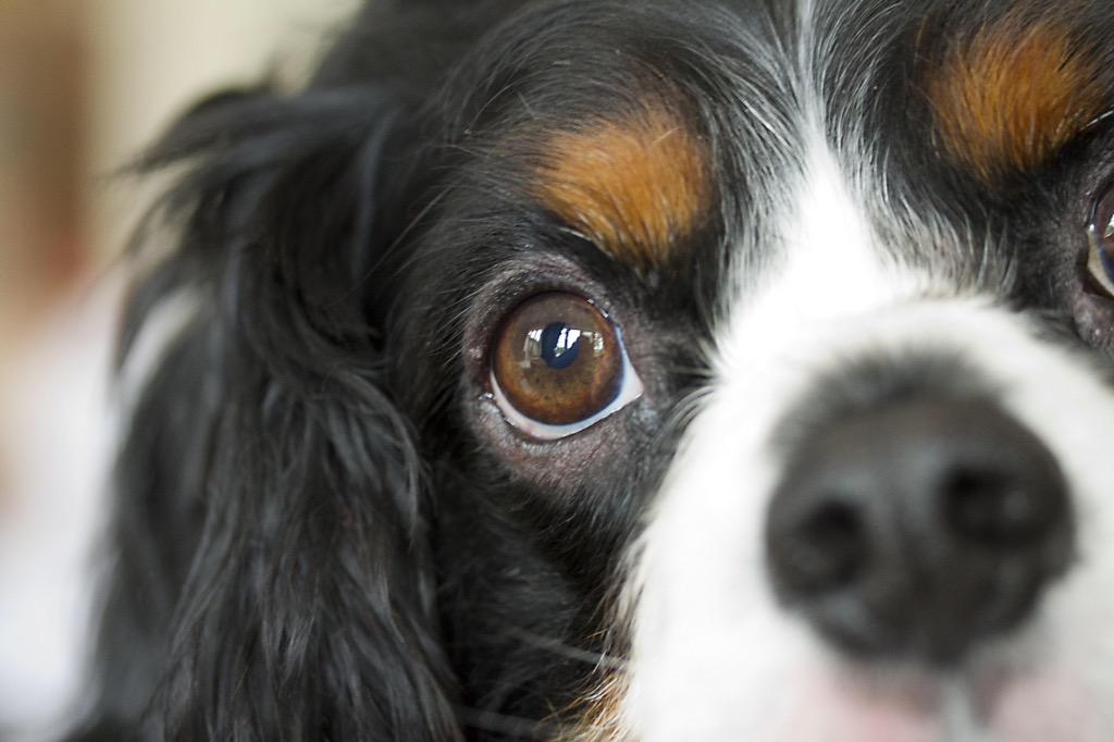 oldtimerjohn's tweet image. My little dog Bill my best friend. Past away today. RIP little fella. Always in my heart. Love you xx