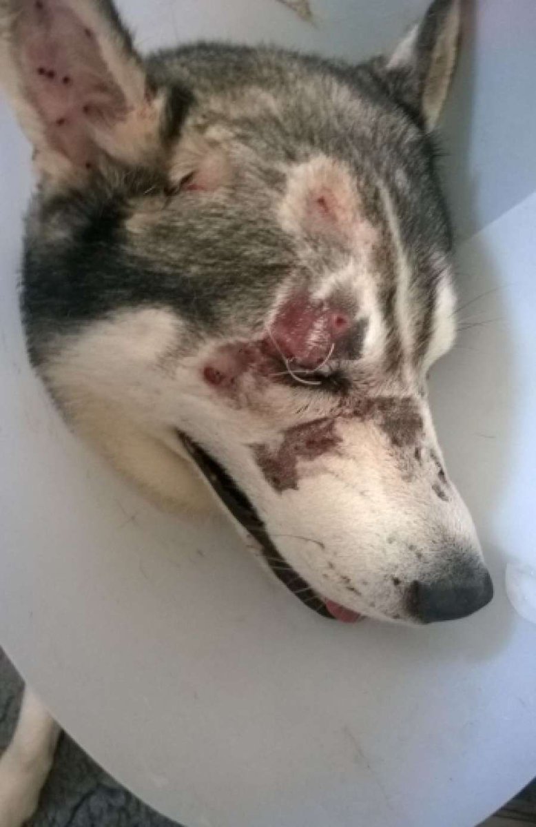 Buscan un hogar a Macari, un cachorro de husky que se quedó ciego por varios disparos atres.red/ghaol