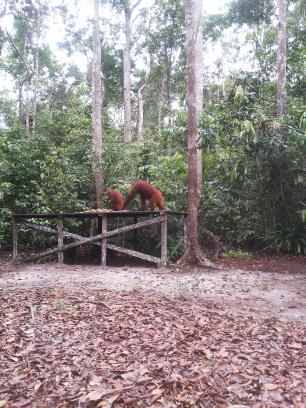 Bertemu primadona Taman Nasional Tanjung Puting..orang utan... #WeekendYuk