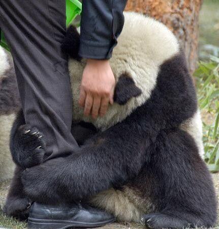 WarmingCuteness's tweet photo. A scared panda holds onto a police officer after an earthquake. http://t.co/IyXtteNJMf