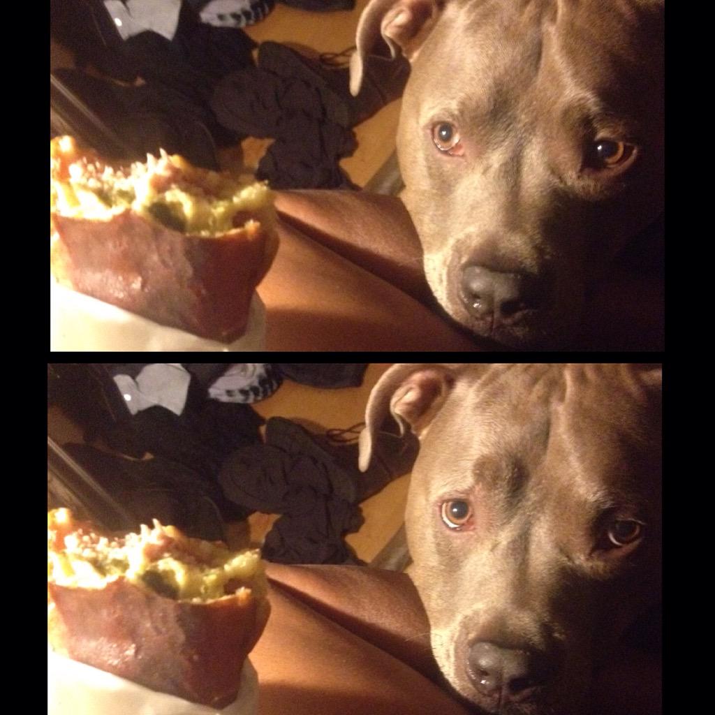 ApolloThePit's tweet image. Why U messing wit me, Ma? #begging #pitbulls #dogs #bluenose #dogsoftwitter #adorable #doglover #doglife #cute #pits