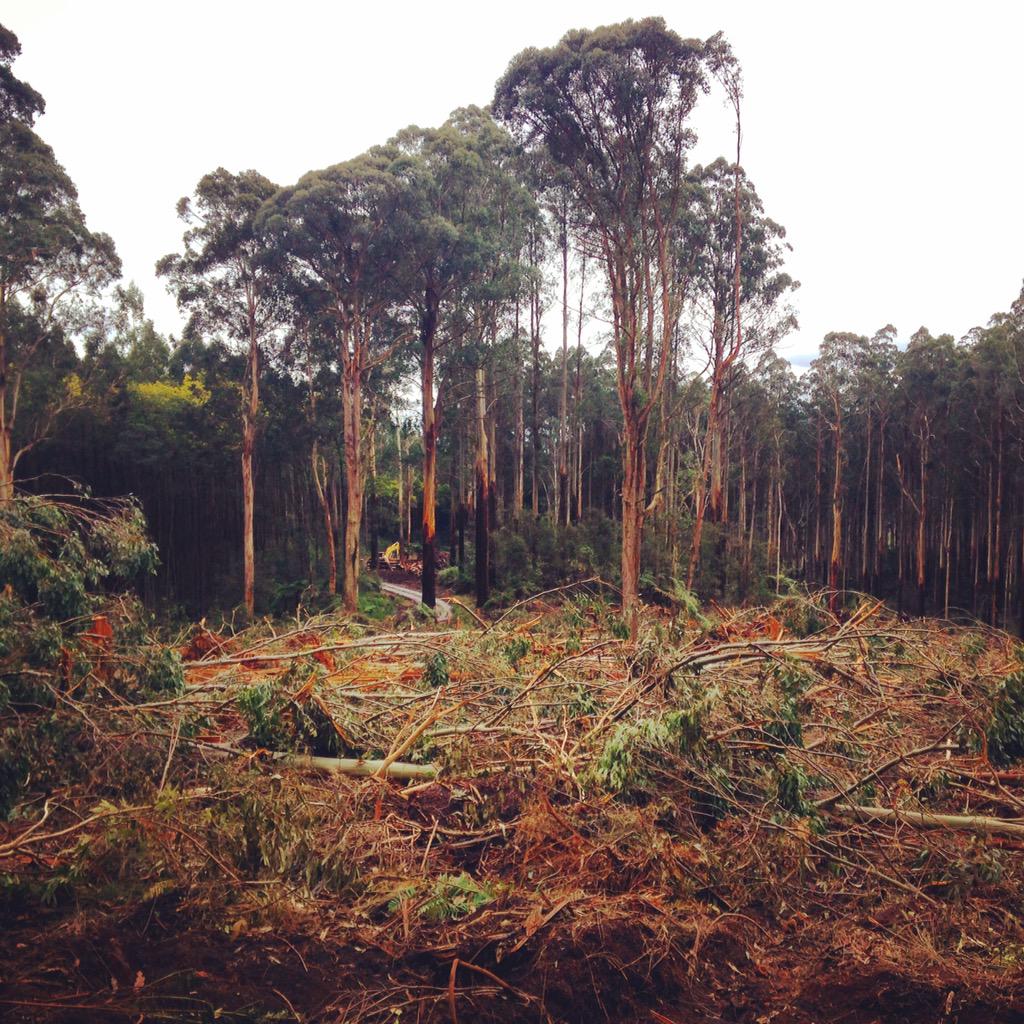 My_Environment's tweet photo. VicForests have again defaced Sylvia Crk tourist rd for cheap pulp #screwedcommunityagain #springst http://t.co/NbEED6FASm