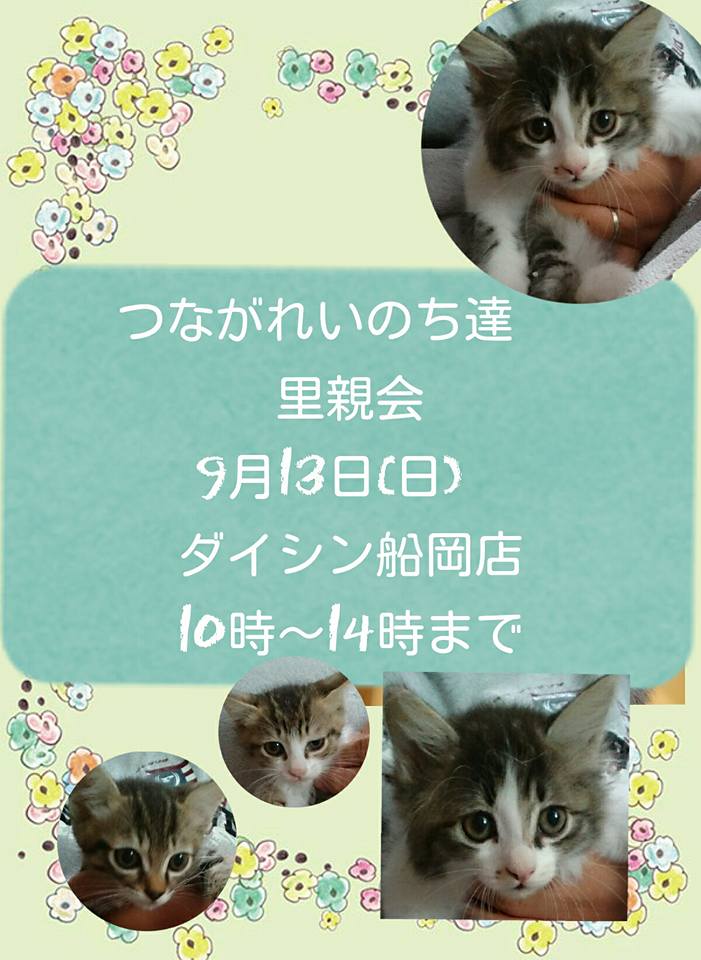 Allan 宮城 猫 里親募集 おりたてネコものがたり譲渡会 ９ １３ 日 ダイシン船岡店 １０ １４時 T Co Dhdddc4emn 仙台 白石 岩沼 大河原 角田 蔵王 亘理 名取 折立 被災 Http T Co 2yltbnyhfp