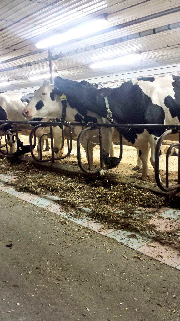 KenzieTurner3's tweet photo. When babe's mad at you. And you just want to cuddle. Haha only on the farm. #perfect http://t.co/cgbpdQAcG0