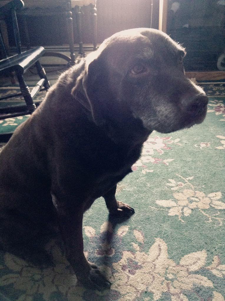 Snow63wolf's tweet image. The og of my dogs, cutest