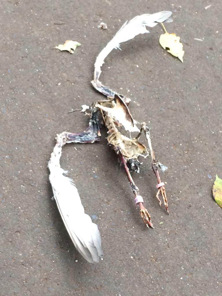 44 鳥の 骨が 落ちてた 可愛い Http T Co Ho7bvhhpmt Twitter