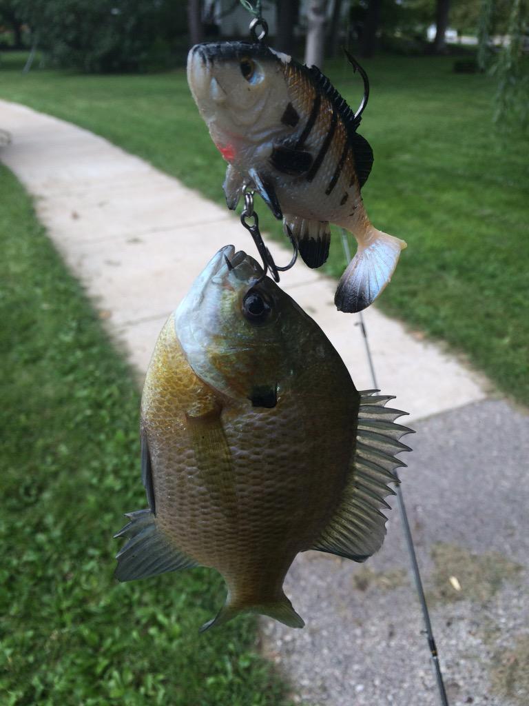 HoppmannAustin's tweet photo. @mhsiao8 lol bluegill tries to eat bluegill swimbait http://t.co/s8Gsnftw4J