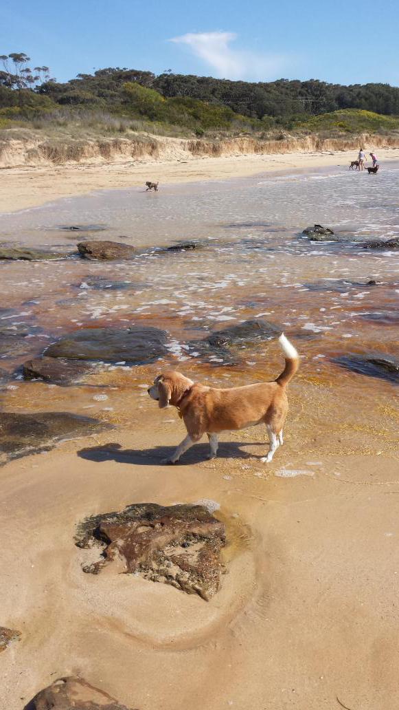 Nice to feel the sand under my paws and sun on my back...its been long hard winter!