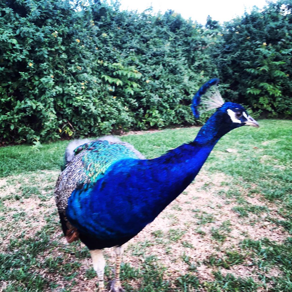 amandaylin's tweet image. Summer finale @passymphpops with @MichaelFeinstei Pasadena POPS concert at the LA Arboretum #paspops #peacock