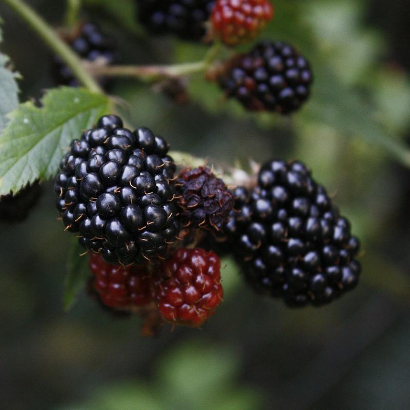 jessiejameshq's tweet image. It’s #blackberry time in our garden meaning only 1 thing #Autumn is here! Get picking kids! #foragingfun #crumbletime
