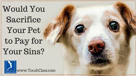 PowerwithWords's tweet image. The Israelites sacrificed a pet for their sins. Click here, read why ow.ly/S4RIk #TorahClass #Bible