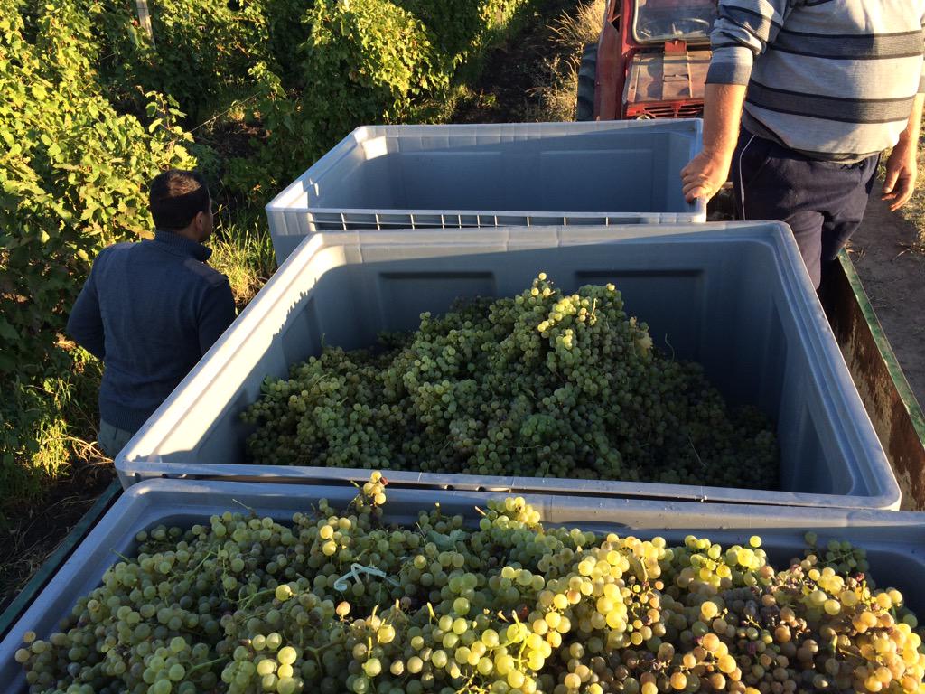 Dagon Clan Wines tweet media