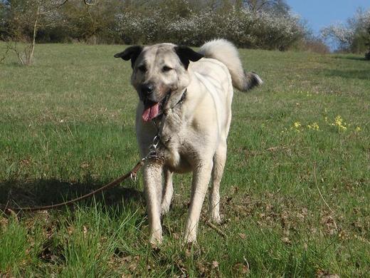 THH_Tiere's tweet photo. Luna aus Elztal - Dallau sucht ein Zuhause!

http://t.co/ll5AU7D5gu http://t.co/kE7P0oFFMz