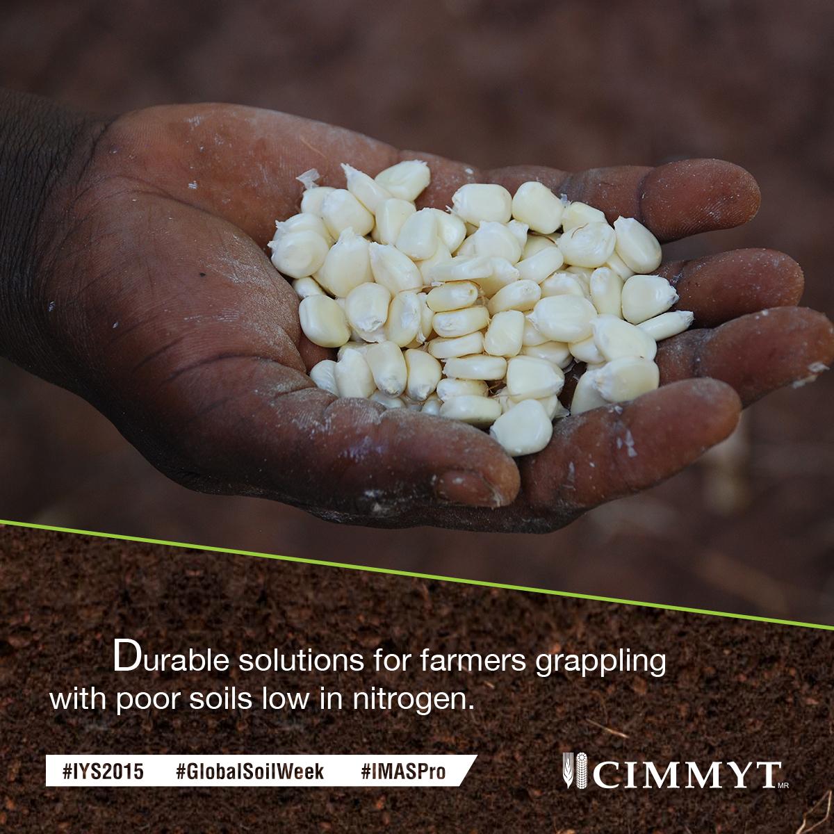 CIMMYT's tweet photo. Poor soil fertility an overlooked challenge in #Africa’s maize production http://t.co/TFEbAu5g5m #IMASPro #IYS2015 http://t.co/s7dkl9bJck