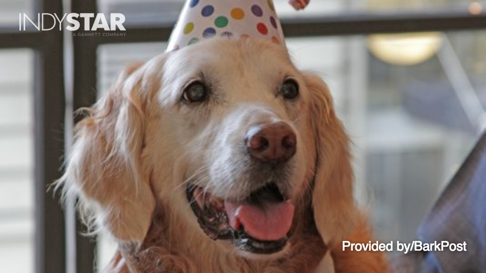 indystar's tweet image. Video of the last 9/11 rescue dog celebrating her 16th birthday in New York. You will cry: indy.st/1LrXIhK
