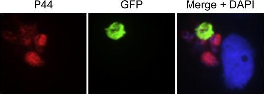 MicrobesInfect's tweet image. Dendrimer-enabled transformation of #Anaplasma phagocytophilum sciencedirect.com/science/articl…