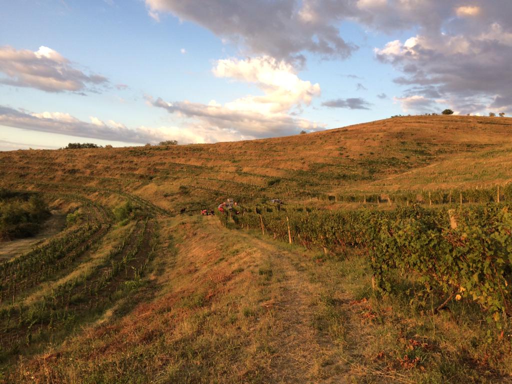 Dagon Clan Wines tweet media