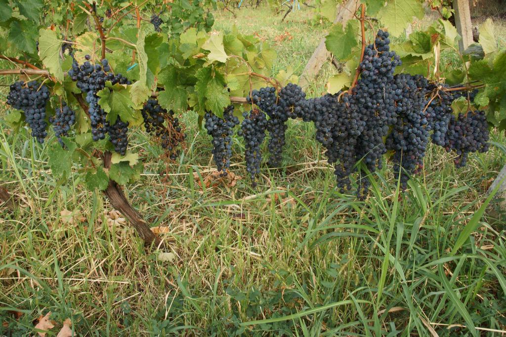 Dagon Clan Wines tweet media