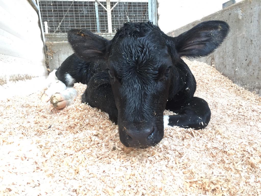 villapinefarm's tweet photo. Our first #Doorman calf! She is out of a 94E cow! I love her black color 😍 #semex #excellet #heifer #calf @Semex http://t.co/P2iURee59V