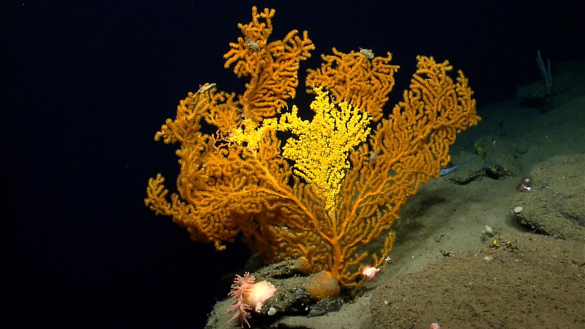 NRDC's tweet image. Tell President Obama to designate the first-ever Atlantic Ocean National Marine Monument. on.nrdc.org/1XXoqZ1