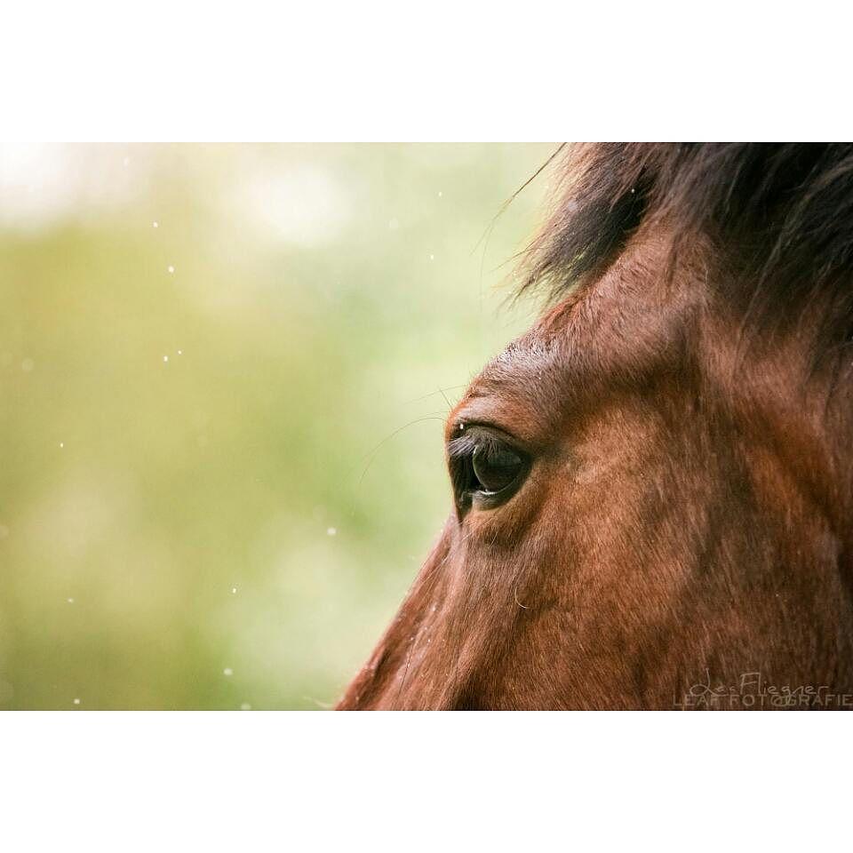 EQPpics's tweet image. Post by leaf_ph0t0graphy: Shadow ♡  #poho_post #pfprpost #ph_pbb #europaspferde_look #europaspferde #evwtd_best #pf…