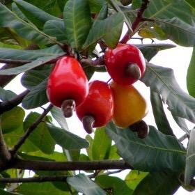 Benim gibi mâlumatfuruşlara gerekli olabilir;
Çerez olarak tükettiğimiz Kaju aslında bu meyvenin sapıdır.