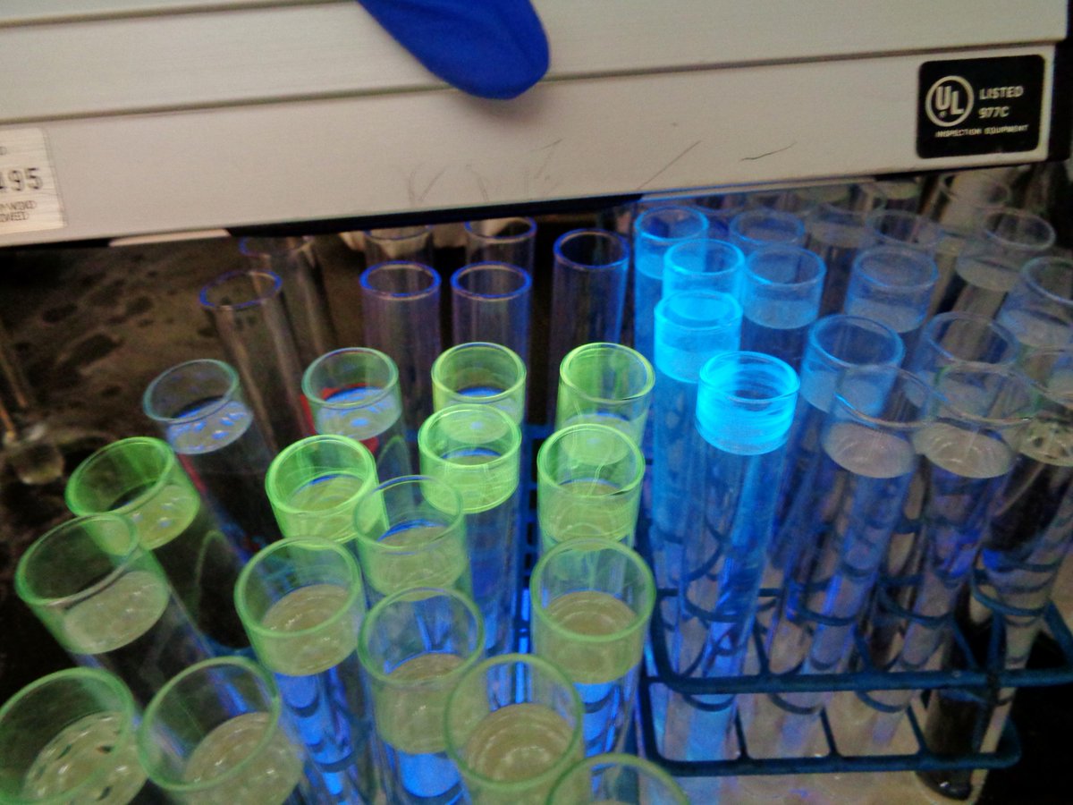 test tubes of product fluorescing bright green, and starting material fluorescing bright blue