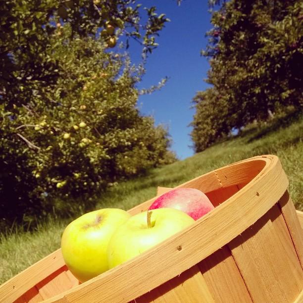 amomontheside's tweet photo. A trip to the apple orchard means the kitchen will smell delicious soon! #apples #appleorc… http://t.co/fa2vfdK6To http://t.co/pfMczNk05o