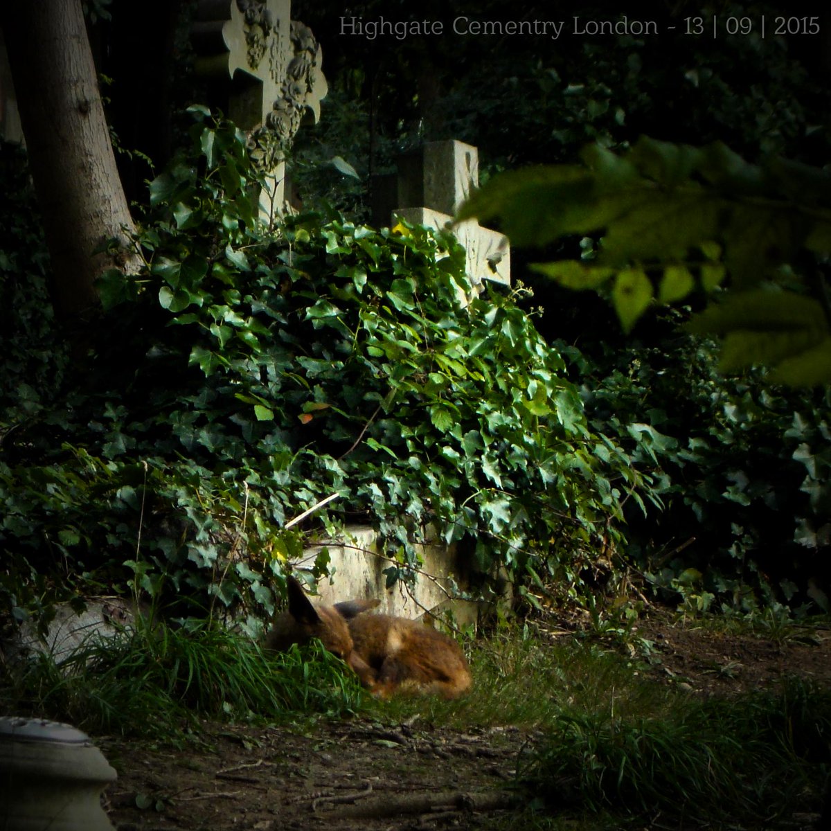 j_enchantress's tweet image. #catcontent kann jeder ;) #foxcontent