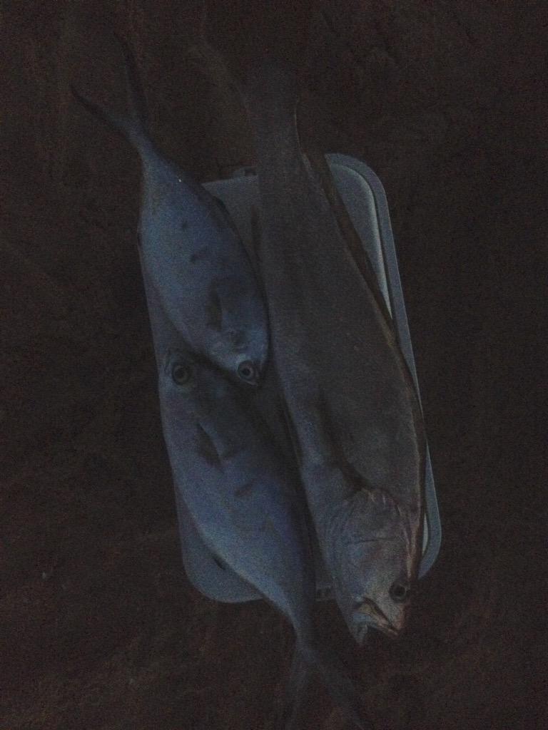 Carlitosurfcast's tweet photo. Pesca del otro día.. @PescaHuelva @pescax #huelva #surfcasting http://t.co/vSOIdHOw4K