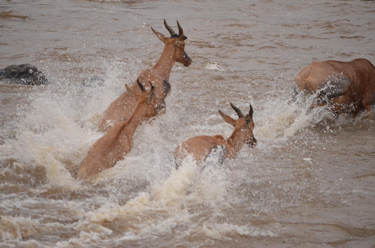 HerdTracker's tweet photo. Topis love crossing the Mara River. They make it across so fast! #GoodSwimmers #HerdTracker http://t.co/xwr9zg3cJu