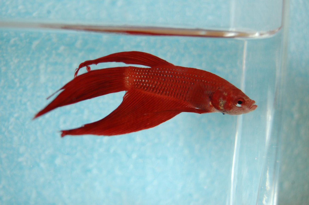 ホムセンの瀕死のベタの飼育2 コショウ病気完治ー本水槽へ Togetter ホムセンの瀕死のベタの飼育2 コショウ病気完治ー本水槽へ Togetter