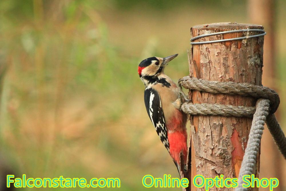 Falconstare's tweet image. Great Spotted Woodpecker
Sept, 2015
China
Welcome to falconstare.com. #birding #Birdwatching #birds #scope