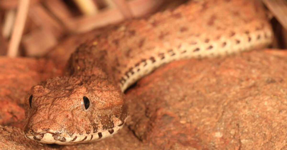 HuffPost's tweet image. Another deadly snake species discovered in Australia huff.to/1LWE4uC