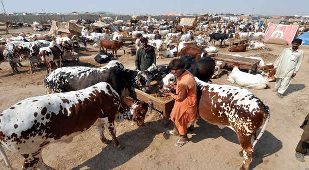 consultant_pk's tweet photo. KARACHI: Karachiites spent around Rs30 billion in sacrificing animals on this y... http://t.co/dwrVN2FHGg http://t.co/aYDDxR0u3T
