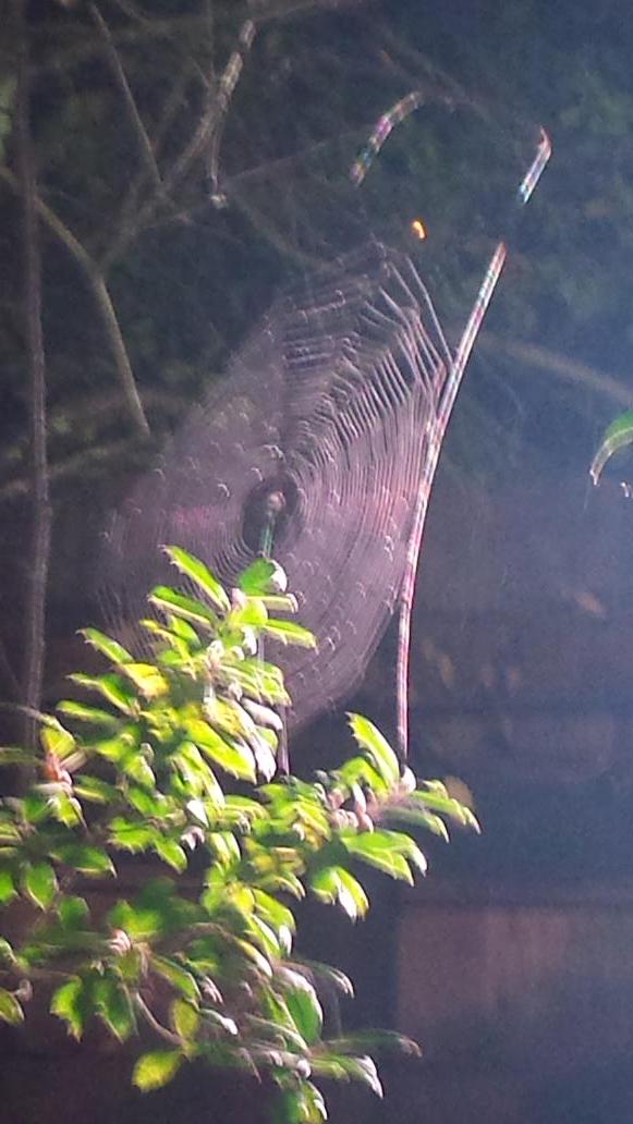 EricChilton's tweet image. It looks like Pete the weather garden spider is back! #beautifulweb