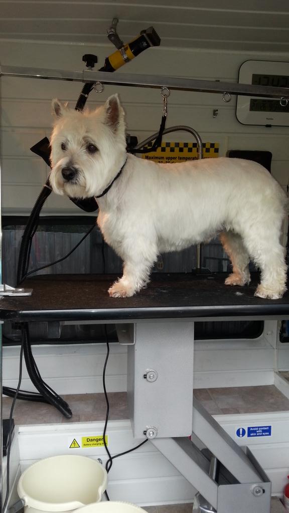 dog grooming north york