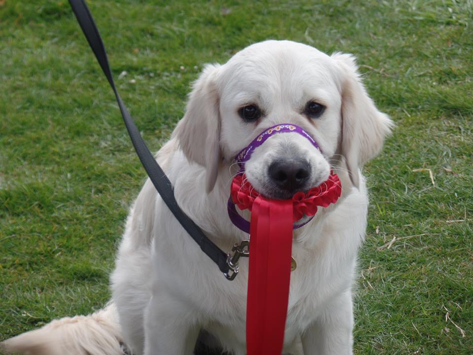 FestivalsofDogs's tweet photo. Huntingdon Equine and Dog Fair on 24th and 25th October.  The event with something for everybody. http://t.co/HhorOkNncS