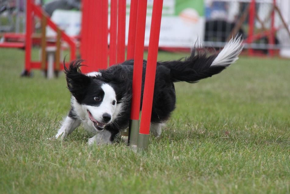 FestivalsofDogs's tweet photo. Huntingdon Equine and Dog Fair on 24th and 25th October.  The event with something for everybody. http://t.co/HhorOkNncS