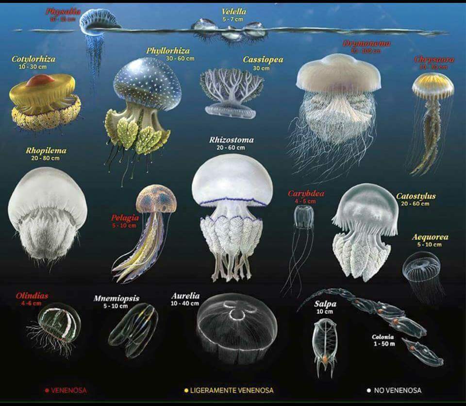 timbika's tweet image. No todas las #medusas son venenosas. Toma nota y aprende a reconocerlas. #buceo #scuba #jellyfish #scubadiving