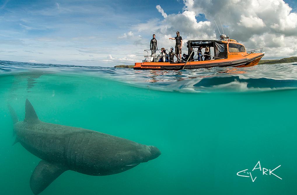 BaskingSharkScotland tweet media