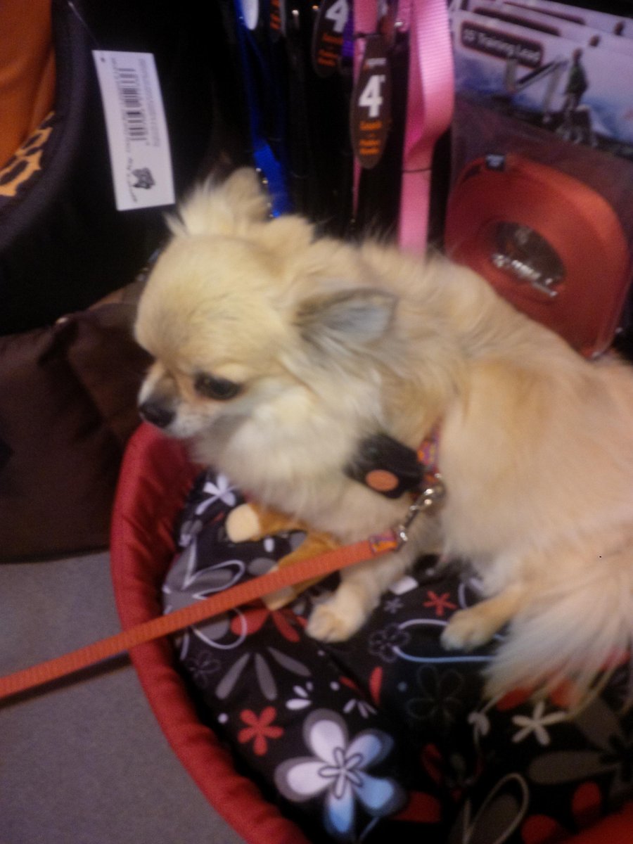 PitPatPet's tweet image. Day 2 @PATS_TELFORD just checking up on @Collarways tester Bob who's already hit 63% of his daily goal. #PATSTelford