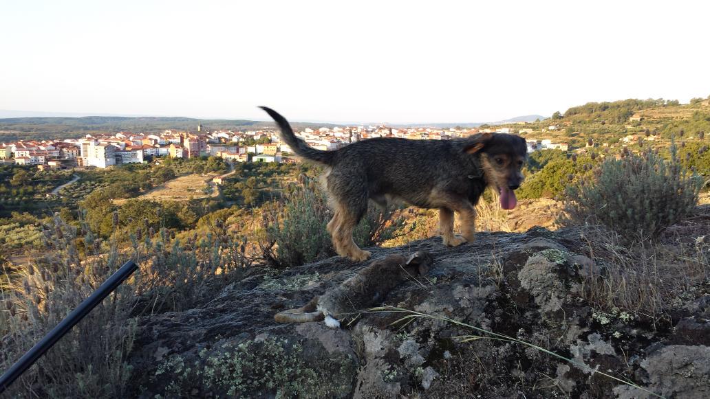 El_Aguardista's tweet photo. Primer día de conejo en sierra, muy duro pero satisfecho con #rufo http://t.co/2chC7r1PYx